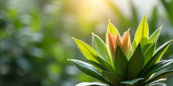 Caring for Your Vibrant Wandering Jew Plant Indoors